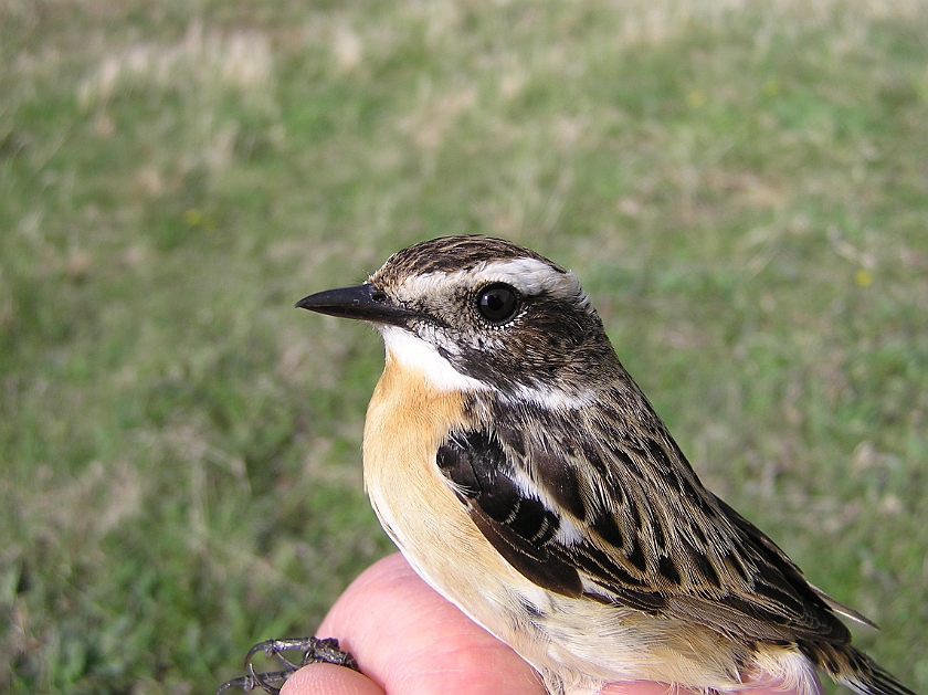 Whinchat, Sundre 20050502